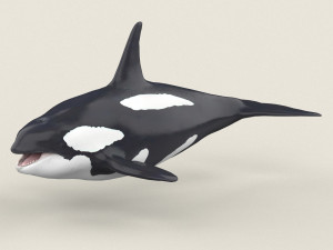 killer whale 3D Model