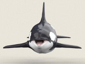 killer whale Modello 3D