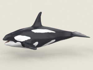 killer whale Modello 3D