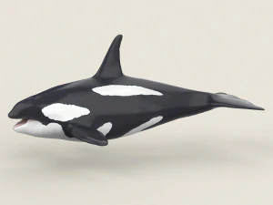 killer whale 3D Model