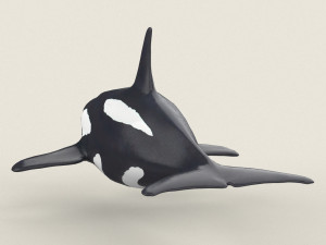killer whale Modello 3D