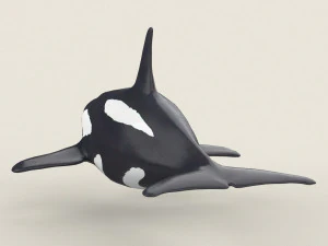 killer whale 3D Model