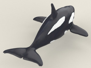 killer whale Modello 3D
