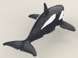 killer whale 3D Model
