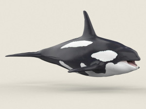 killer whale Modello 3D