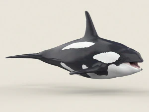 killer whale 3D Model
