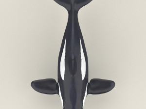 killer whale Modello 3D