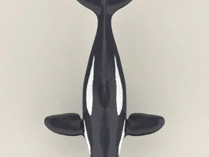 killer whale 3D Model