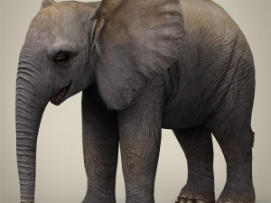 low poly baby elephant 3D Model