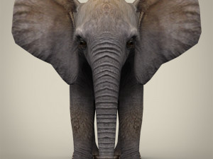 low poly baby elephant 3D Model