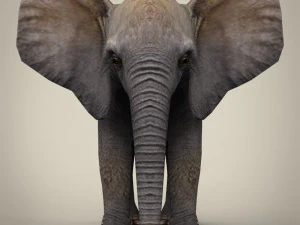 low poly baby elephant 3D Model