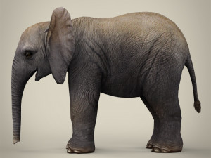 low poly baby elephant 3D Model
