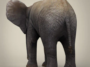 low poly baby elephant 3D Model