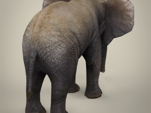 low poly baby elephant 3D Model