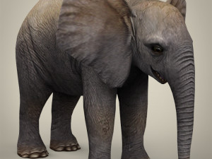 low poly baby elephant 3D Model