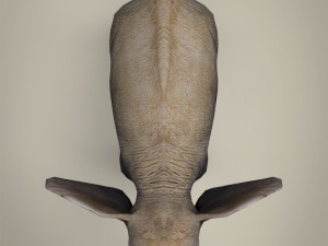 low poly baby elephant 3D Model