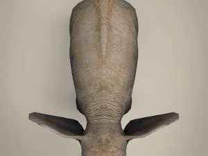 low poly baby elephant 3D Model