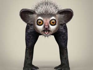 low poly aye aye 3D मॉडल