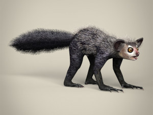 low poly aye aye 3D मॉडल
