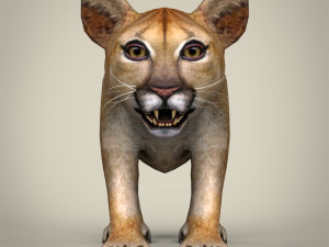 low poly lion cub Modelo 3D