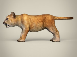 low poly lion cub Modelo 3D
