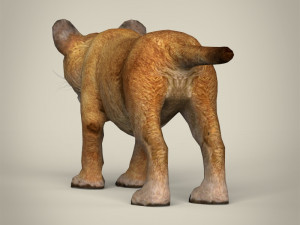 low poly lion cub Modelo 3D