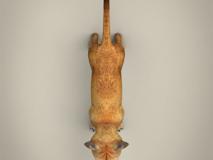 low poly lion cub Modelo 3D