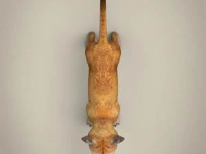 lwiątko o niskiej zawartości poli Model 3D