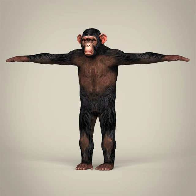 low poly realistic chimpanzee 3D Model .c4d .max .obj .3ds .fbx .stl .blend 