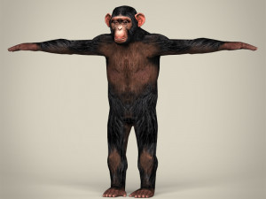 low poly realistic chimpanzee 3D Model