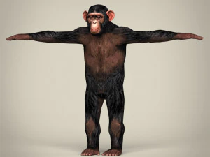 低ポリリアルなチンパンジー 3Dモデル