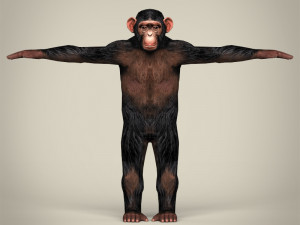 low poly realistic chimpanzee Modelo 3D