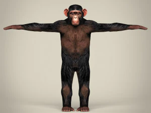 low poly realistic chimpanzee 3D Model