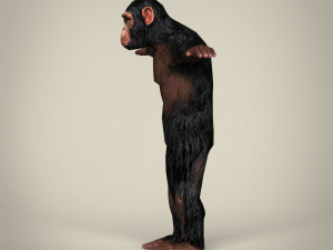 low poly realistic chimpanzee Modelo 3D