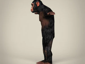 low poly realistic chimpanzee 3D Model