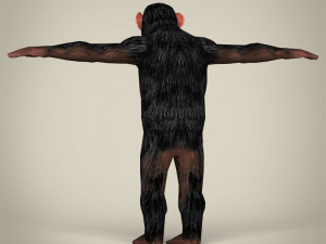 low poly realistic chimpanzee Modelo 3D