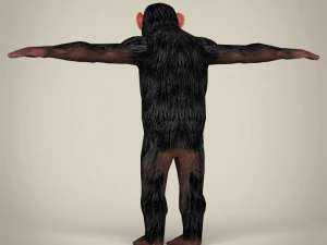 low poly realistic chimpanzee 3D Model