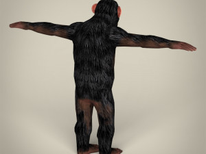 low poly realistic chimpanzee Modelo 3D