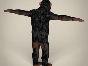 low poly realistic chimpanzee 3D Model