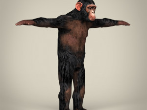 low poly realistic chimpanzee Modelo 3D