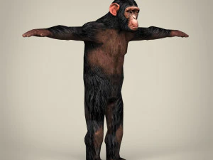 low poly realistic chimpanzee 3D Model