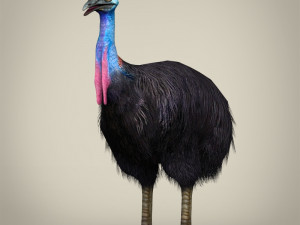 low poly cassowary Modelo 3D
