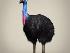 ローポリヒクイドリ 3Dモデル