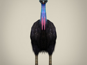 low poly cassowary Modelo 3D