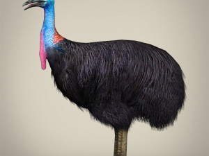 low poly cassowary Modelo 3D