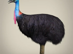 low poly cassowary 3D Model
