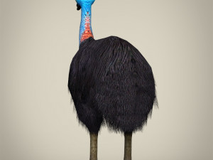 low poly cassowary Modelo 3D