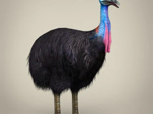 low poly cassowary 3D Model