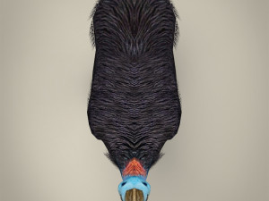 low poly cassowary Modelo 3D
