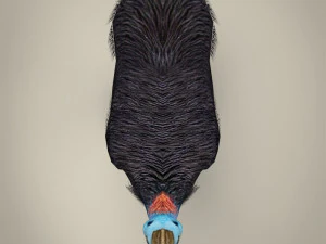 low poly cassowary 3D Model